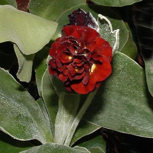 Forest Red