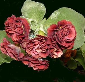 Forest Rose