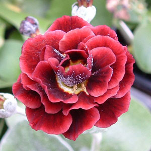 Forest Ruby