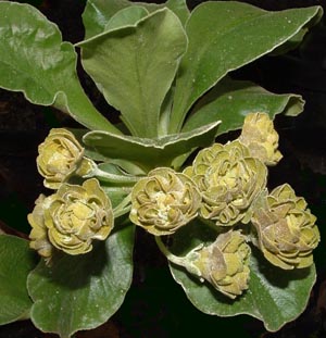 Forest Sage
