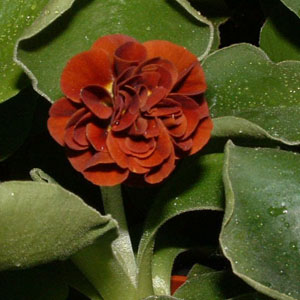 Forest Scarlet