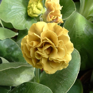 Forest Yellow Ribbon