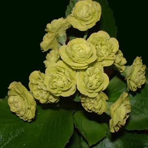 Helene