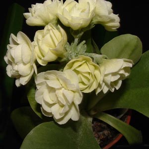 Lotus Lady Wood