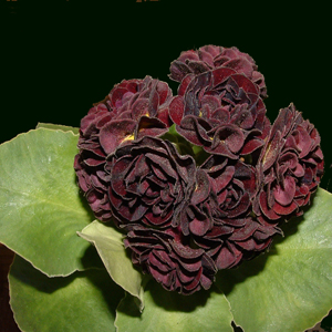 Negrita
