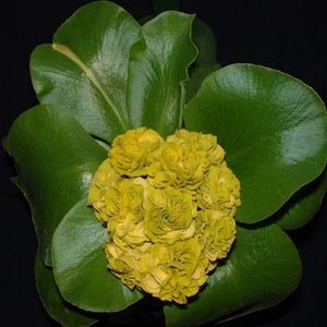 Prima