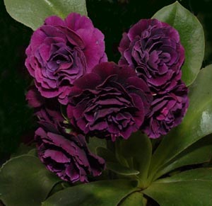 Purple Penny
