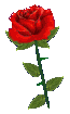 rose