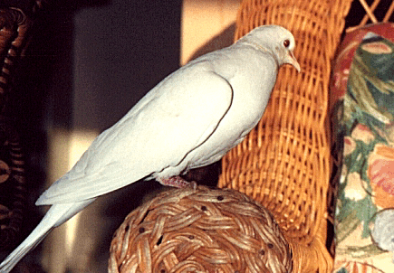This was Purplefoot, a male dove pet I had.