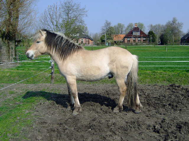 Yngar april '04