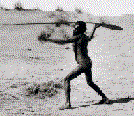 using a woomera to throw a spear