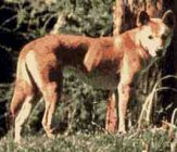 dingo