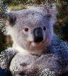 koala