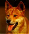 Dingo.jpg (46404 bytes)