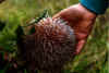 Banksia baueri