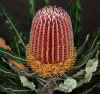 Banksia menziesii.jpg