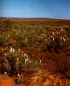 Banksia prionotes