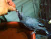 bf_cucko_shrike.jpg (23660 bytes)