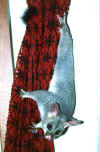 brush_tail_cur.jpg (55862 bytes)