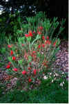 Calothamnus quadrifidus