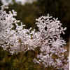 Conospermum incurvum