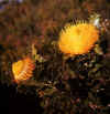 dryandra quercifolia