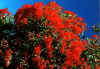 Eucalyptus ficifolia.jpg 