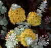 Eucalyptus kruseana
