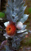 Eucalyptus macrocarpa