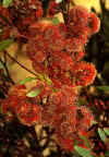 Eucalyptus nutans