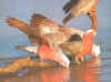 galah's.jpg (50447 bytes)