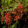 Grevillea bipinnatifida