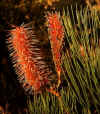 Grevillea petrophiloides