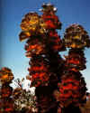 Hakea victoria