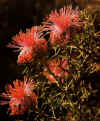 Isopogon dubius