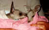 joeys.jpg (22521 bytes)