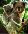 koalacub1.jpg (30053 bytes)