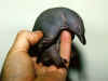 puggle.jpg (18198 bytes)