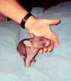wombatbh.jpg (26797 bytes)