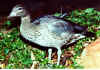 woodduck.jpg (39362 bytes)