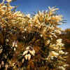 Xylomelum angustifolius