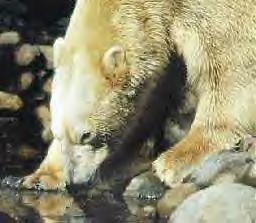 The Polar Bears have landed - Click here to visit Polar Bear Resource