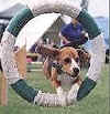 Nelsonhoop.jpg (5343 bytes)