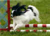 agility_charm.jpg (137747 bytes)