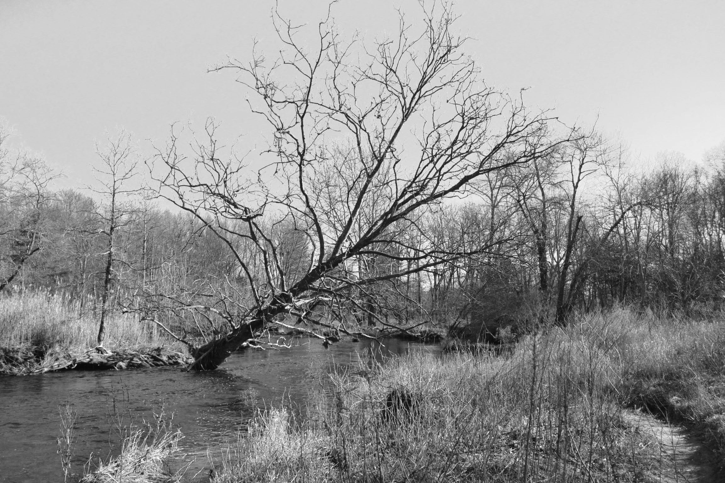 tree