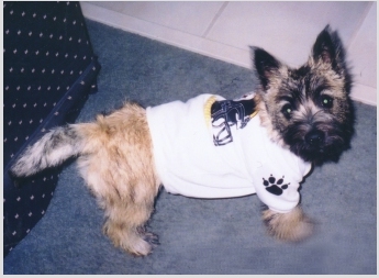 New Steeler's Quarterback