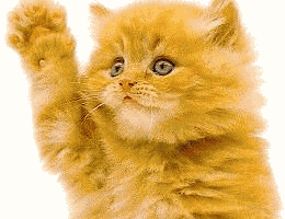 kitty.gif (41656 bytes)