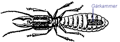 termite.gif 4.4 KB