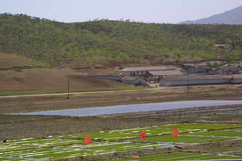 Flags in a Field 