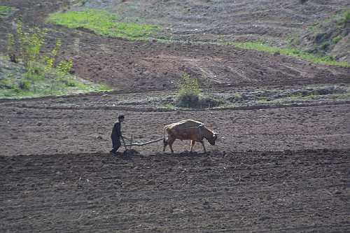Ox Cart